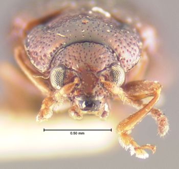 Media type: image;   Entomology 5018 Aspect: head frontal view